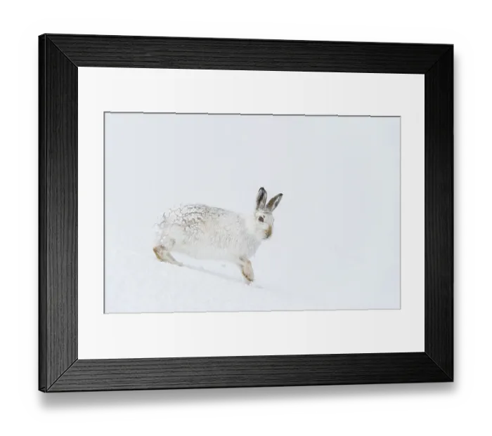 Framed Print : Mountain hare (Lepus timidus) in winter coat, standing on ice field, Cairngorms National Park, Scotland, UK. March Framed Print : Mountain hare (Lepus timidus) in winter coat, standing on ice field, Cairngorms National Park, Scotland, UK. March
