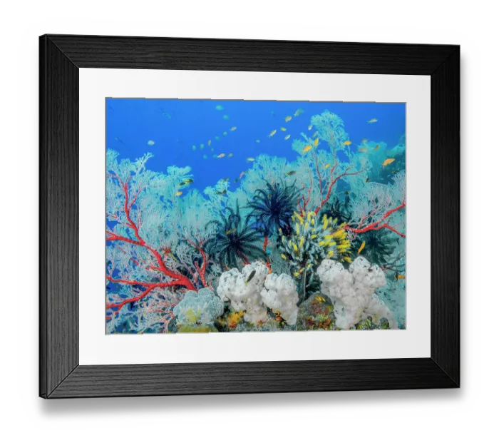 Framed Print : RF - Coral reef scene with Gorgonian coral sea fans (Melithaea sp.), Soft corals (Nephtheidae) and Featherstars (Crinoidea), Raja Ampat, Indonesia, Pacific Ocean Framed Print : RF - Coral reef scene with Gorgonian coral sea fans (Melithaea sp.), Soft corals (Nephtheidae) and Featherstars (Crinoidea), Raja Ampat, Indonesia, Pacific Ocean