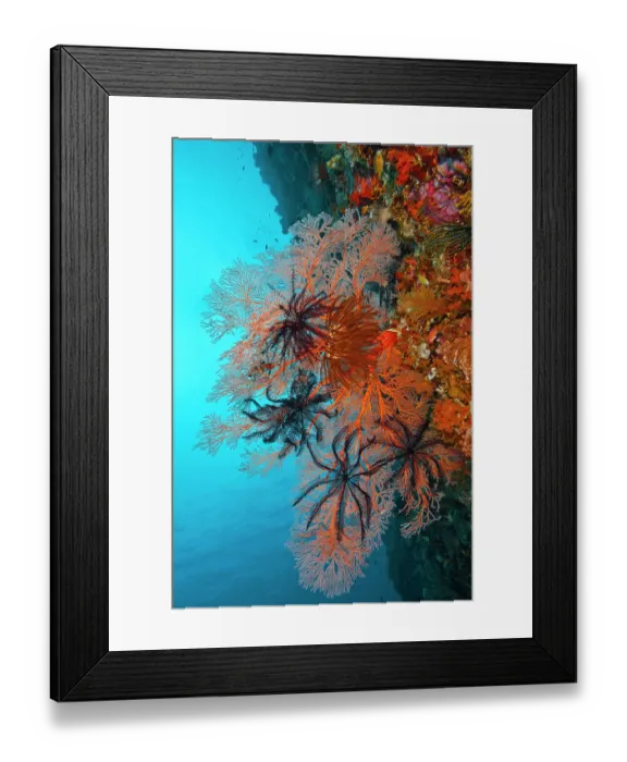 Framed Print : RF - Large orange Sea fan (Melithaea sp.) with Feather stars (Crinoidea) and Soft corals (Nephtheidae) on reef wall, Raja Ampat, Indonesia, Pacific Ocean Framed Print : RF - Large orange Sea fan (Melithaea sp.) with Feather stars (Crinoidea) and Soft corals (Nephtheidae) on reef wall, Raja Ampat, Indonesia, Pacific Ocean