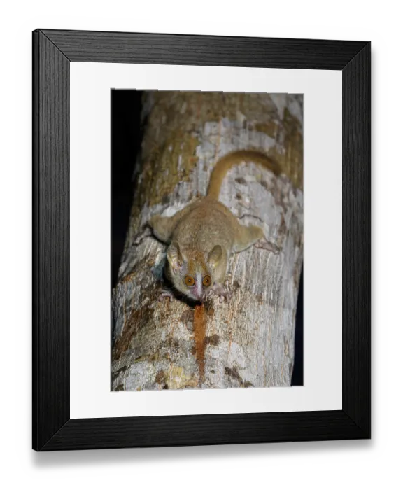 Framed Print : Grey mouse lemur (Microcebus murinus) feeding on tree (Terminalia sp.) sap / gum at night, Kirindy Forest, Menabe Central, central western Madagascar Framed Print : Grey mouse lemur (Microcebus murinus) feeding on tree (Terminalia sp.) sap / gum at night, Kirindy Forest, Menabe Central, central western Madagascar