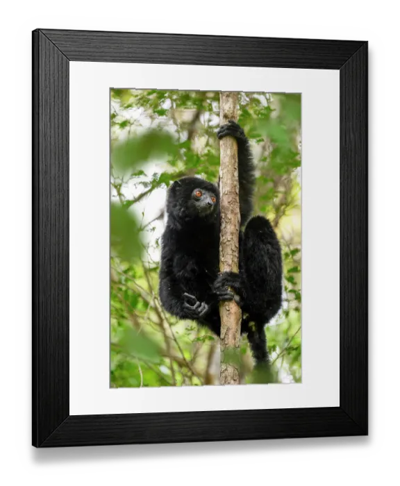 Framed Print : Perrier's black sifaka (Propithecus perrieri) male, climbing on tree in forest understorey, Andrafiamena-Andavakoera Protected Forest, northern Madagascar. Critically endangered Framed Print : Perrier's black sifaka (Propithecus perrieri) male, climbing on tree in forest understorey, Andrafiamena-Andavakoera Protected Forest, northern Madagascar. Critically endangered