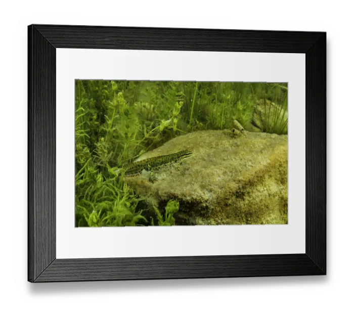 Framed Print : Smooth newt (Lissotriton vulgaris meridionalis) male resting on algae covered rock in pond, Tolfa, Rome, Italy Framed Print : Smooth newt (Lissotriton vulgaris meridionalis) male resting on algae covered rock in pond, Tolfa, Rome, Italy