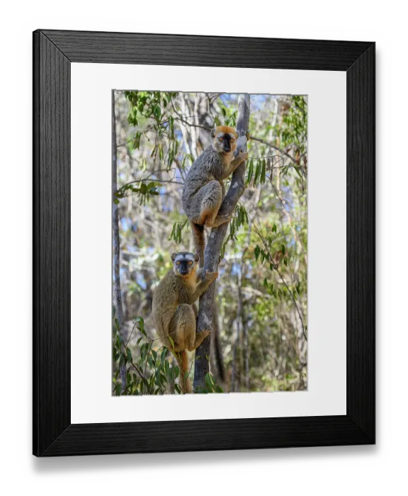 Framed Print : Red-fronted brown lemurs (Eulemur rufifrons) pair, male top, climbing up tree, Kirindy Forest, Central Menabe, western Madagascar Framed Print : Red-fronted brown lemurs (Eulemur rufifrons) pair, male top, climbing up tree, Kirindy Forest, Central Menabe, western Madagascar