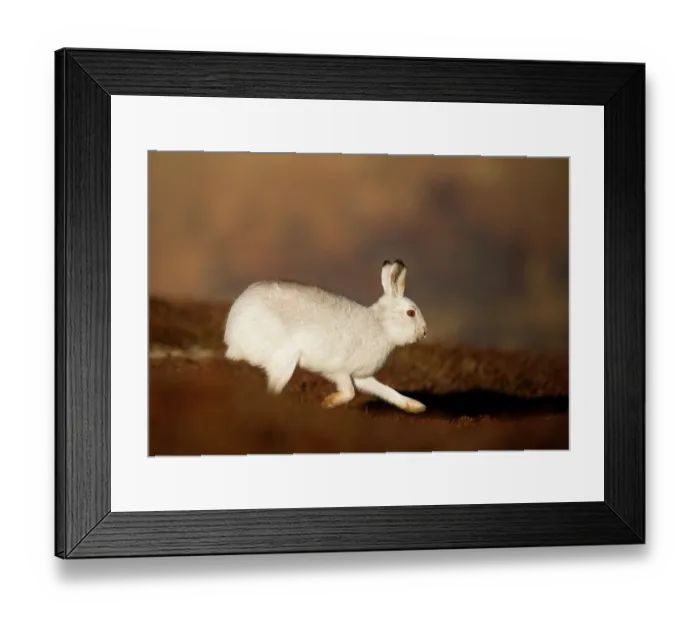 Framed Print : Mountain hare (Lepus timidus) in winter coat, running across heather moorland, Cairngorms National Park, Scotland, UK. January Framed Print : Mountain hare (Lepus timidus) in winter coat, running across heather moorland, Cairngorms National Park, Scotland, UK. January