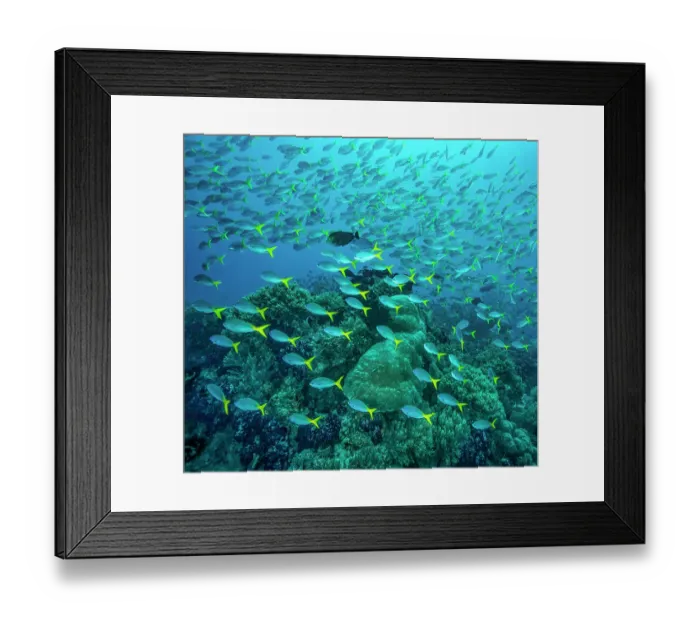 Framed Print : RF - Yellowtail fusiliers (Caesio cuning) school swimming over a reef with many healthy soft and hard corals, with an Eyestripe surgeonfish (Acanthurus dussumieri) among them Framed Print : RF - Yellowtail fusiliers (Caesio cuning) school swimming over a reef with many healthy soft and hard corals, with an Eyestripe surgeonfish (Acanthurus dussumieri) among them
