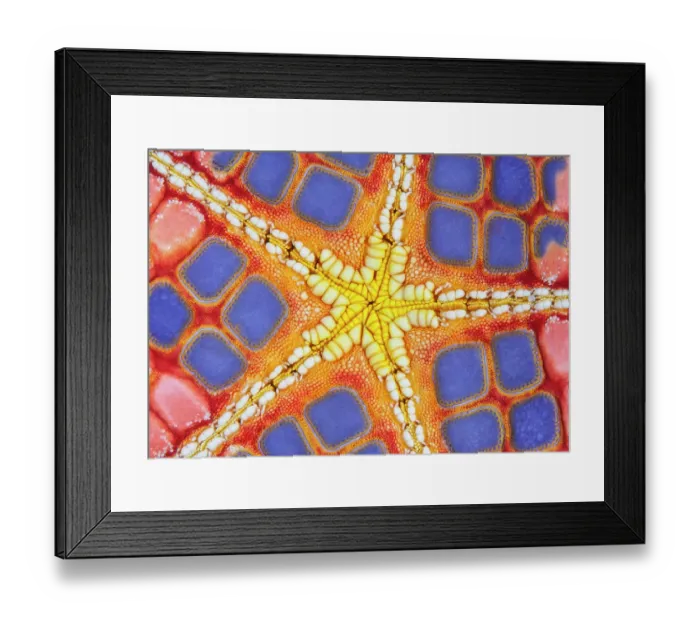 Framed Print : RF - Detail of the underside of a colourful Cushion sea star (Culcita novaeguineae), Ambon, Indonesia, Pacific Ocean Framed Print : RF - Detail of the underside of a colourful Cushion sea star (Culcita novaeguineae), Ambon, Indonesia, Pacific Ocean