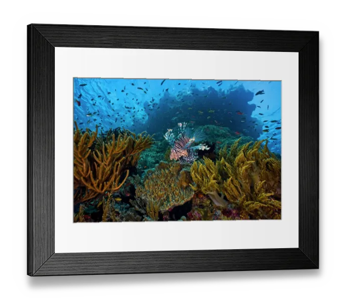 Framed Print : RF - Red lionfish (Pterois volitans) swimming over reef with soft corals (Dichotella sp. and Sinularia sp.) and reef fish, Raja Ampat, Indonesia, Pacific Ocean Framed Print : RF - Red lionfish (Pterois volitans) swimming over reef with soft corals (Dichotella sp. and Sinularia sp.) and reef fish, Raja Ampat, Indonesia, Pacific Ocean