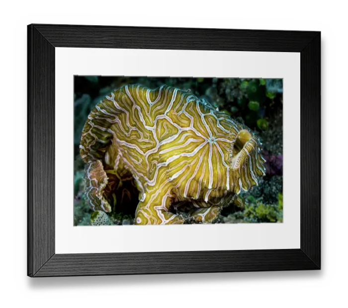 Framed Print : RF - Psychedelic frogfish (Histiophryne psychedelica) resting on seabed, Ambon, Indonesia, Pacific Ocean. (This image may be licensed either as rights managed or royalty free.) Framed Print : RF - Psychedelic frogfish (Histiophryne psychedelica) resting on seabed, Ambon, Indonesia, Pacific Ocean. (This image may be licensed either as rights managed or royalty free.)