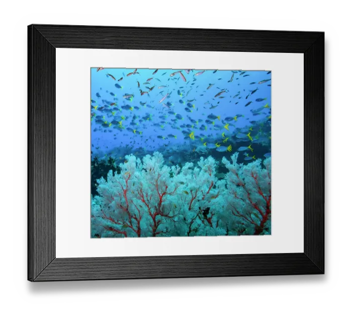 Framed Print : RF - Gorgonian coral sea fans (Melithaea sp.) with Yellowtail fusiliers (Caesio cuning) and Banana fusiliers (Pterocaesio pisang) feeding on zooplankton in midwater Framed Print : RF - Gorgonian coral sea fans (Melithaea sp.) with Yellowtail fusiliers (Caesio cuning) and Banana fusiliers (Pterocaesio pisang) feeding on zooplankton in midwater