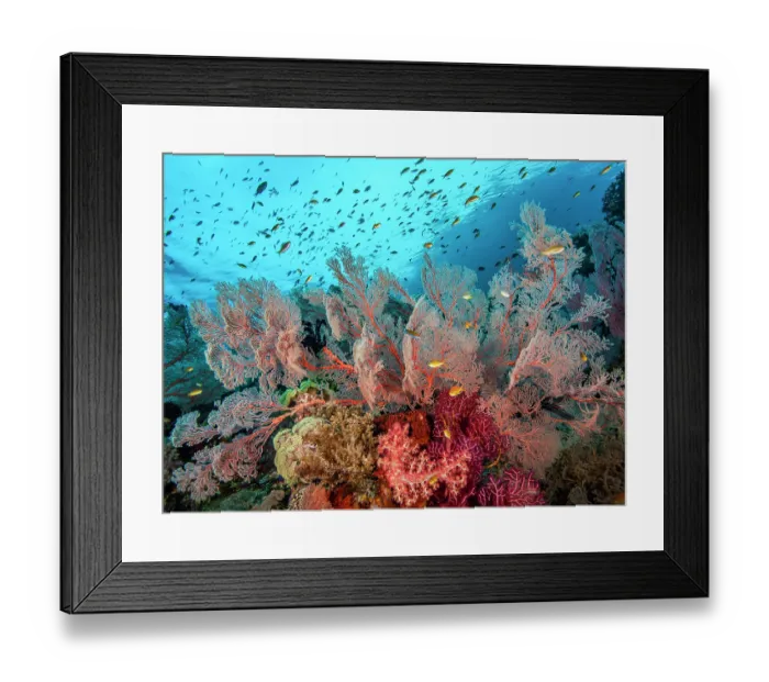 Framed Print : RF - Coral reef scene with Sea fans (Melithaea sp.) and (Echinogorgia sp.), soft corals (Dendronephthya sp.) and (Umbellulifera sp.) and Threadfin anthias (Pseudanthias huchti) Framed Print : RF - Coral reef scene with Sea fans (Melithaea sp.) and (Echinogorgia sp.), soft corals (Dendronephthya sp.) and (Umbellulifera sp.) and Threadfin anthias (Pseudanthias huchti)