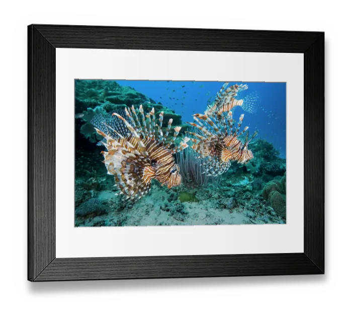 Framed Print : RF - Group of Red lionfish (Pterois volitans) engaging in cooperative hunting over coral reef, displaying aggression with venomous spines erect, possible defensive behaviour Framed Print : RF - Group of Red lionfish (Pterois volitans) engaging in cooperative hunting over coral reef, displaying aggression with venomous spines erect, possible defensive behaviour