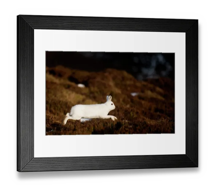 Framed Print : Mountain hare (Lepus timidus) in winter coat, running across heather moorland, Cairngorms National Park, Scotland, UK. February Framed Print : Mountain hare (Lepus timidus) in winter coat, running across heather moorland, Cairngorms National Park, Scotland, UK. February