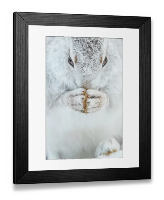Framed Print : Mountain hare (Lepus timidus) in winter coat, grooming, Cairngorms National Park, Scotland, UK. February