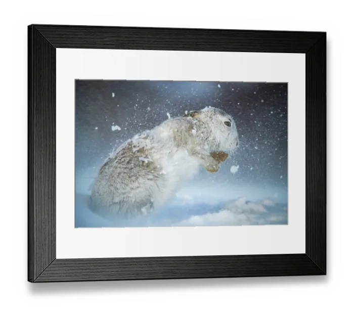 Framed Print : RF - Mountain hare (Lepus timidus) shaking snow off its fur during a ferocious snowstorm, Cairngorms National Park, Scotland, UK. February Framed Print : RF - Mountain hare (Lepus timidus) shaking snow off its fur during a ferocious snowstorm, Cairngorms National Park, Scotland, UK. February