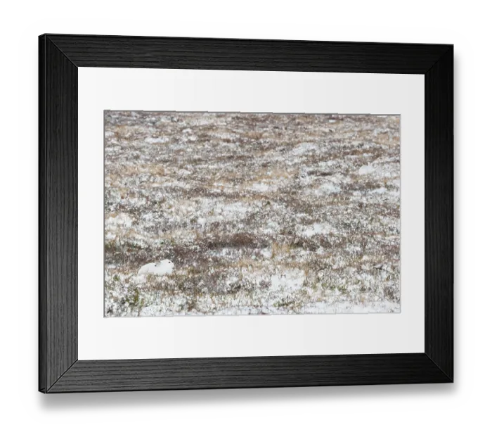 Framed Print : Two Mountain hares (Lepus timidus) in winter coat, resting on snow-covered moorland, Cairngorms National Park, Scotland, UK. January Framed Print : Two Mountain hares (Lepus timidus) in winter coat, resting on snow-covered moorland, Cairngorms National Park, Scotland, UK. January