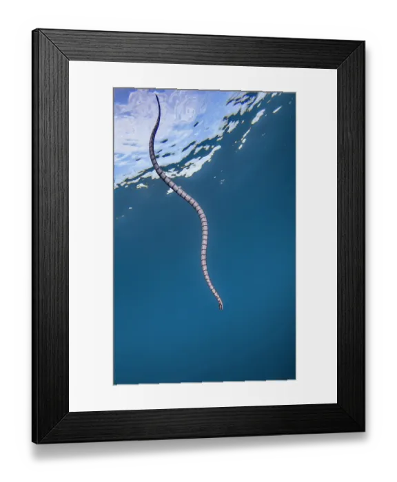 Framed Print : RF - Banded sea krait (Laticauda sp.) swimming close to surface, Raja Ampat, Indonesia, Pacific Ocean. (This image may be licensed either as rights managed or royalty free.) Framed Print : RF - Banded sea krait (Laticauda sp.) swimming close to surface, Raja Ampat, Indonesia, Pacific Ocean. (This image may be licensed either as rights managed or royalty free.)