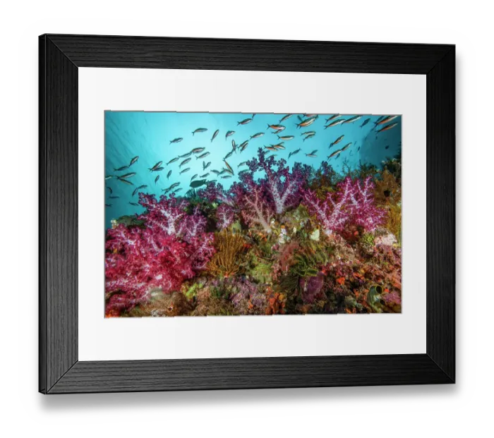 Framed Print : RF - Bluestreak fusiliers (Pterocaesio tile) school feeding on plankton above purple and magenta Soft corals (Dendronephthya sp.) with Solitary tunicates (Polycarpa aurata) Framed Print : RF - Bluestreak fusiliers (Pterocaesio tile) school feeding on plankton above purple and magenta Soft corals (Dendronephthya sp.) with Solitary tunicates (Polycarpa aurata)