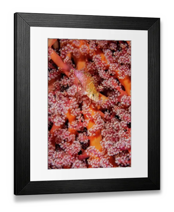 Framed Print : RF - Threadfin hawkfish (Cirrhitichthys aprinus) resting on soft coral (Nephtheidae), Triton Bay, West Papua, Pacific Ocean Framed Print : RF - Threadfin hawkfish (Cirrhitichthys aprinus) resting on soft coral (Nephtheidae), Triton Bay, West Papua, Pacific Ocean