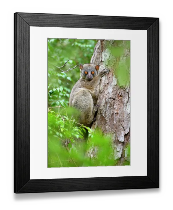 Framed Print : Daraina sportive lemur (Lepilemur milanoi) resting on edge of tree hole during the day, Andrafiamena-Andavakoera Protected Forest, northern Madagascar. Endangered Framed Print : Daraina sportive lemur (Lepilemur milanoi) resting on edge of tree hole during the day, Andrafiamena-Andavakoera Protected Forest, northern Madagascar. Endangered
