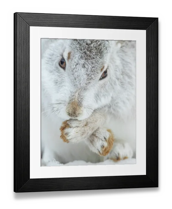 Framed Print : Mountain hare (Lepus timidus) in winter coat, grooming, Cairngorms National Park, Scotland, UK. February Framed Print : Mountain hare (Lepus timidus) in winter coat, grooming, Cairngorms National Park, Scotland, UK. February
