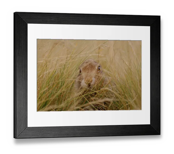 Framed Print : Mountain hare (Lepus timidus) sub-adult, hiding among long grass, Peak District National Park, England, UK. August Framed Print : Mountain hare (Lepus timidus) sub-adult, hiding among long grass, Peak District National Park, England, UK. August