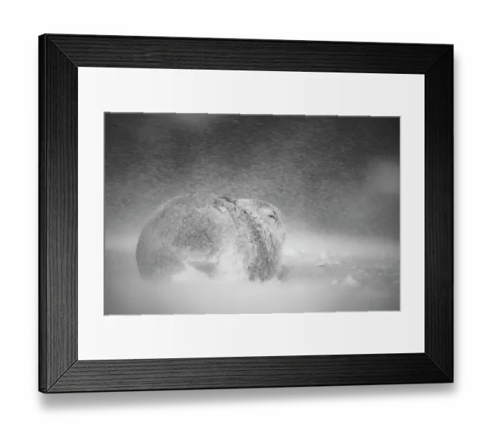 Framed Print : RF - Mountain hare (Lepus timidus) resting during a ferocious blizzard high on an exposed plateau, Cairngorms National Park, Scotland, UK. February Framed Print : RF - Mountain hare (Lepus timidus) resting during a ferocious blizzard high on an exposed plateau, Cairngorms National Park, Scotland, UK. February