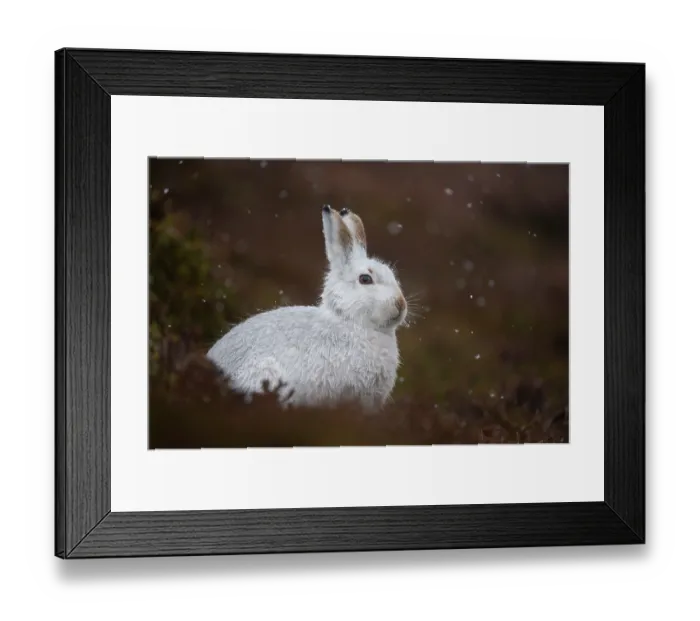 Framed Print : Mountain hare (Lepus timidus) in winter coat, sitting alert on heather moorland in light snowfall, Cairngorms National Park, Scotland, UK. January Framed Print : Mountain hare (Lepus timidus) in winter coat, sitting alert on heather moorland in light snowfall, Cairngorms National Park, Scotland, UK. January
