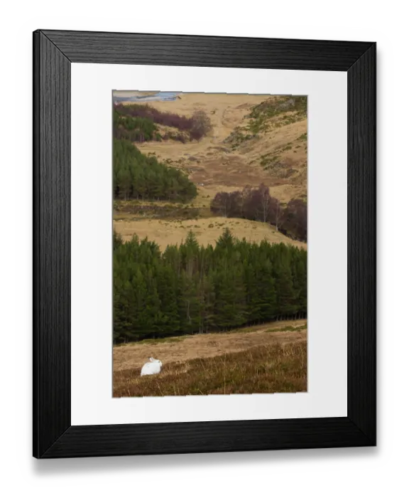 Framed Print : Mountain hare (Lepus timidus) in winter coat, sitting on open moorland with forest and river in distance, Cairngorms National Park, Scotland, UK. February Framed Print : Mountain hare (Lepus timidus) in winter coat, sitting on open moorland with forest and river in distance, Cairngorms National Park, Scotland, UK. February