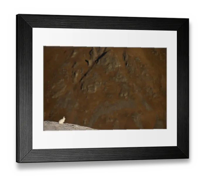 Framed Print : Mountain hare (Lepus timidus) in white winter, sitting alert on a high plateau, Cairngorms National Park, Scotland, UK. January