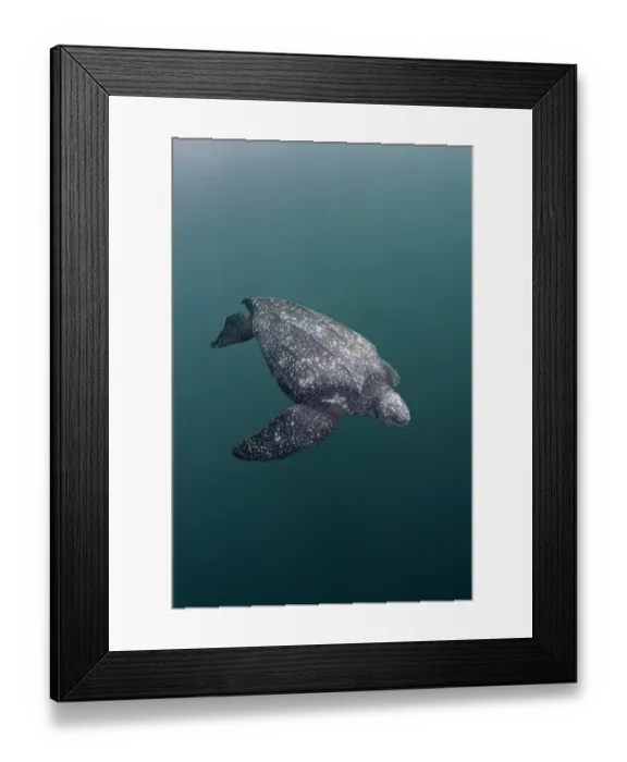 Framed Print : Leatherback sea turtle (Dermochelys coriacea) swimming underwater, Kei Islands, Moluccas, eastern Indonesia, Banda Sea, southwest Pacific Ocean Framed Print : Leatherback sea turtle (Dermochelys coriacea) swimming underwater, Kei Islands, Moluccas, eastern Indonesia, Banda Sea, southwest Pacific Ocean