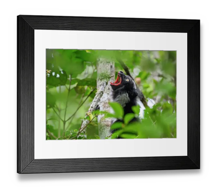 Framed Print : Indri (Indri indri) calling in rainforest canopy, Analamazaotra Reserve, Andasibe-Mantadia National Park, eastern Madagascar. Critically endangered Framed Print : Indri (Indri indri) calling in rainforest canopy, Analamazaotra Reserve, Andasibe-Mantadia National Park, eastern Madagascar. Critically endangered