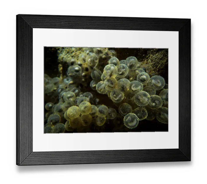 Framed Print : Italian stream frog (Rana italica) frogspawn with developing tadpoles, Rapallo, Italy Framed Print : Italian stream frog (Rana italica) frogspawn with developing tadpoles, Rapallo, Italy