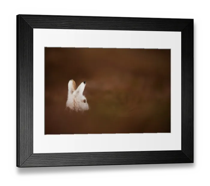 Framed Print : Mountain hare (Lepus timidus) in winter coat, sitting alert on heather moorland, Cairngorms National Park, Scotland, UK. January