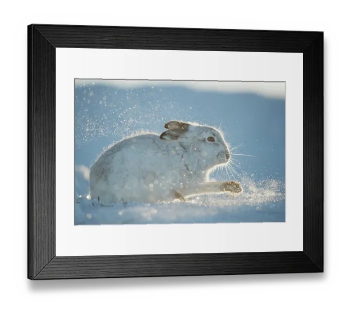 Framed Print : Mountain hare (Lepus timidus) in winter coat, digging in snow to find food, backlit by evening sunlight, Cairngorms National Park, Scotland, UK. February Framed Print : Mountain hare (Lepus timidus) in winter coat, digging in snow to find food, backlit by evening sunlight, Cairngorms National Park, Scotland, UK. February