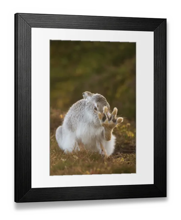 Framed Print : Mountain hare (Lepus timidus) in winter coat, grooming on heather moorland, Cairngorms National Park, Scotland, UK. February Framed Print : Mountain hare (Lepus timidus) in winter coat, grooming on heather moorland, Cairngorms National Park, Scotland, UK. February