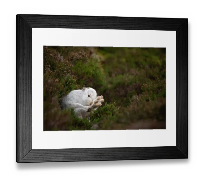 Framed Print : Mountain hare (Lepus timidus) in winter coat, grooming on heather moorland, Cairngorms National Park, Scotland, UK. January Framed Print : Mountain hare (Lepus timidus) in winter coat, grooming on heather moorland, Cairngorms National Park, Scotland, UK. January
