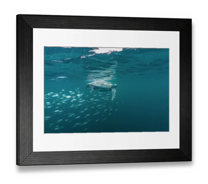 Framed Print : Leatherback sea turtle (Dermochelys coriacea) swimming close to surface accompanied by Remoras (Remora sp.), Kei Islands, Moluccas, Indonesia, Banda Sea, southwest Pacific Ocean Framed Print : Leatherback sea turtle (Dermochelys coriacea) swimming close to surface accompanied by Remoras (Remora sp.), Kei Islands, Moluccas, Indonesia, Banda Sea, southwest Pacific Ocean