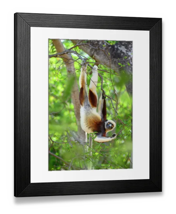 Framed Print : Coquerel's sifaka (Propithecus coquereli) female, hanging upside down feeding in forest understorey, Anjajavy Private Reserve, north west Madagascar. Critically endangered Framed Print : Coquerel's sifaka (Propithecus coquereli) female, hanging upside down feeding in forest understorey, Anjajavy Private Reserve, north west Madagascar. Critically endangered
