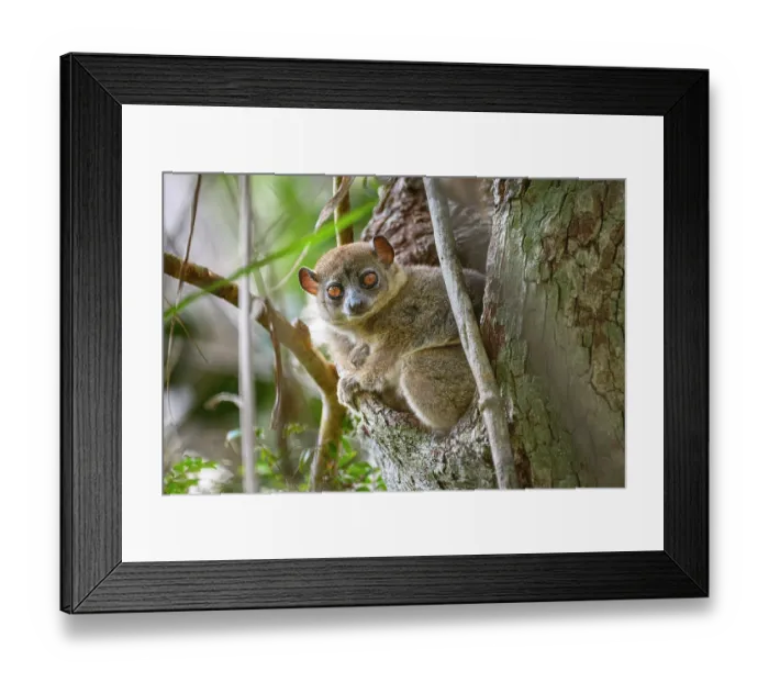 Framed Print : Anjiamangirana sportive lemur (Lepilemur grewcockorum) sitting in tree hole during the day, Anjajavy Private Reserve, north west Madagascar. Critically endangered