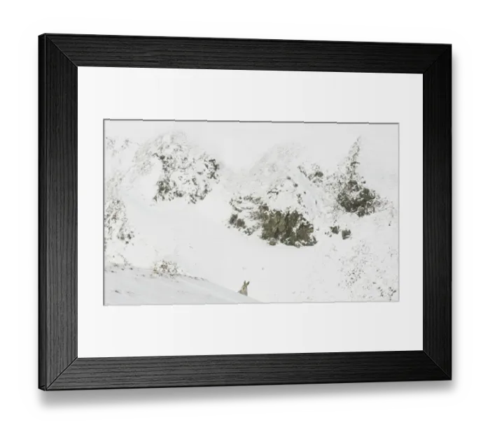 Framed Print : Mountain hare (Lepus timidus) peering over the top of an exposed ridge with mountains behind, Cairngorms National Park, Scotland, UK. March Framed Print : Mountain hare (Lepus timidus) peering over the top of an exposed ridge with mountains behind, Cairngorms National Park, Scotland, UK. March