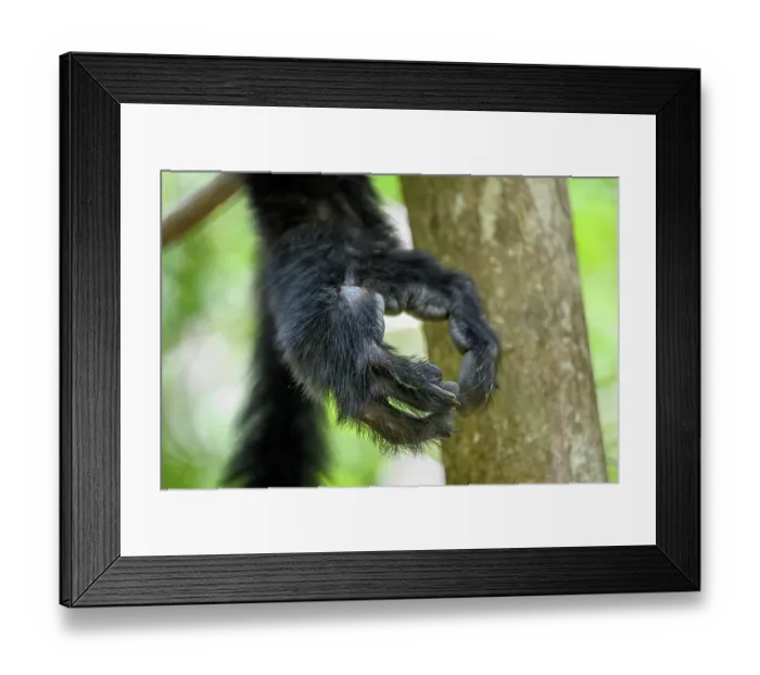 Framed Print : Hind foot of Perrier's black sifaka (Propithecus perrieri) male, resting on branch in forest understorey. Andrafiamena-Andavakoera Protected Forest, northern Madagascar Framed Print : Hind foot of Perrier's black sifaka (Propithecus perrieri) male, resting on branch in forest understorey. Andrafiamena-Andavakoera Protected Forest, northern Madagascar