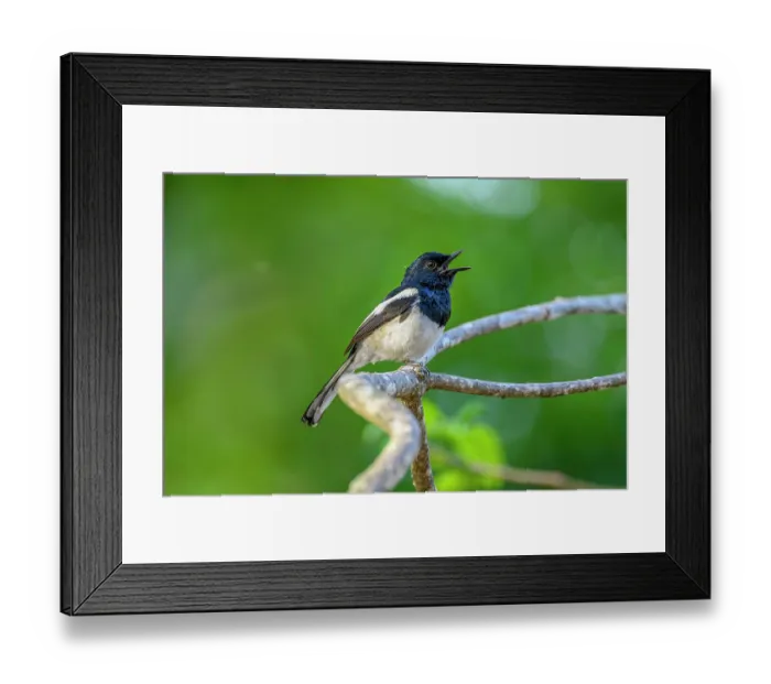 Framed Print : Madagascar magpie-robin (Copsychus albospecularis) male, perched on branch singing in forest understorey, Anjajavy Private Reserve, north west Madagascar Framed Print : Madagascar magpie-robin (Copsychus albospecularis) male, perched on branch singing in forest understorey, Anjajavy Private Reserve, north west Madagascar