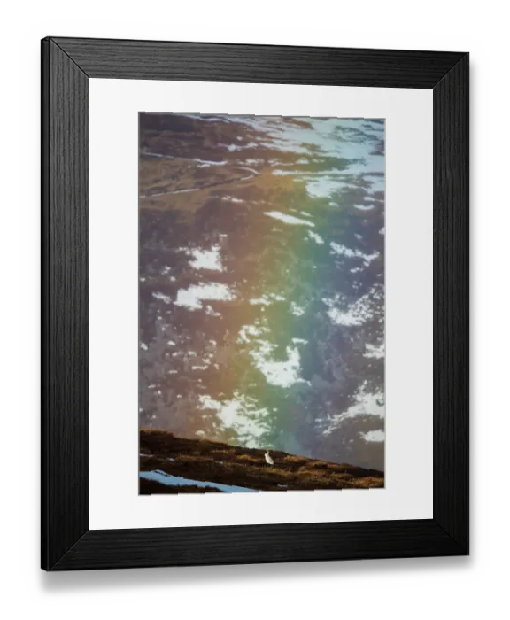 Framed Print : Mountain hare (Lepus timidus) in winter coat, sitting high on mountainside below a rainbow, Cairngorms National Park, Scotland, UK. January