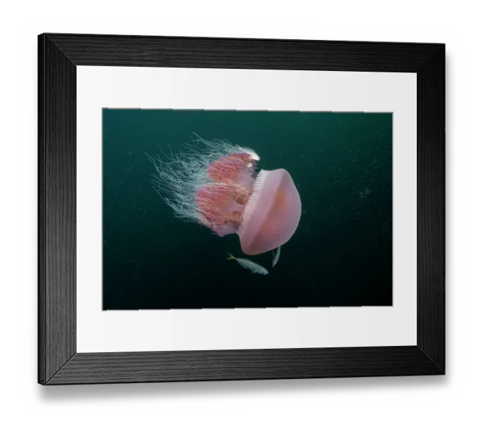 Framed Print : Sea tomato jellyfish (Crambione mastigophora) accompanied by juvenile Pilot fish (Naucrates ductor), Kei Islands, Moluccas, eastern Indonesia, Banda Sea, southwest Pacific Ocean Framed Print : Sea tomato jellyfish (Crambione mastigophora) accompanied by juvenile Pilot fish (Naucrates ductor), Kei Islands, Moluccas, eastern Indonesia, Banda Sea, southwest Pacific Ocean