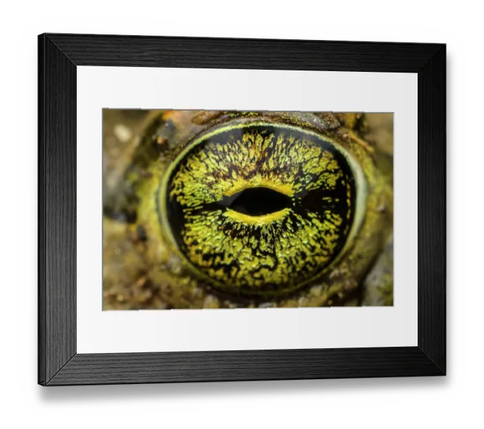 Framed Print : Close-up of Balearic green toad (Bufotes balearicus) male's eye, Rome, Italy Framed Print : Close-up of Balearic green toad (Bufotes balearicus) male's eye, Rome, Italy