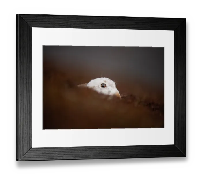 Framed Print : Mountain hare (Lepus timidus) in winter coat, peering out from heather moorland, Cairngorms National Park, Scotland, UK. January Framed Print : Mountain hare (Lepus timidus) in winter coat, peering out from heather moorland, Cairngorms National Park, Scotland, UK. January