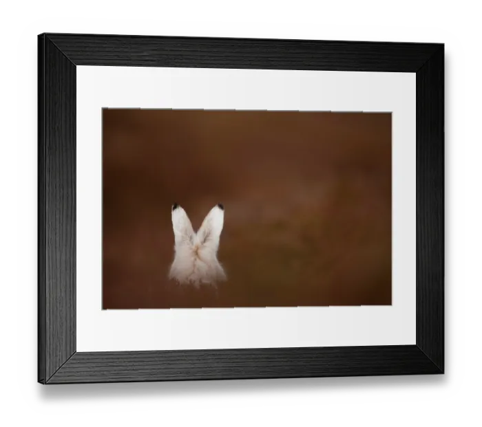 Framed Print : Mountain hare (Lepus timidus) in winter coat, sitting alert on heather moorland, Cairngorms National Park, Scotland, UK. January Framed Print : Mountain hare (Lepus timidus) in winter coat, sitting alert on heather moorland, Cairngorms National Park, Scotland, UK. January