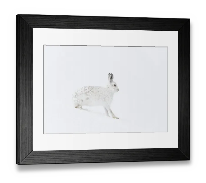 Framed Print : Mountain hare (Lepus timidus) in winter coat, encrusted in snow and ice, standing on ice field in mountains, Cairngorms National Park, Scotland, UK. March Framed Print : Mountain hare (Lepus timidus) in winter coat, encrusted in snow and ice, standing on ice field in mountains, Cairngorms National Park, Scotland, UK. March