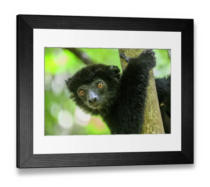 Framed Print : Perrier's black sifaka (Propithecus perrieri) male, gripping on to branch in forest understorey, Andrafiamena-Andavakoera Protected Forest, northern Madagascar