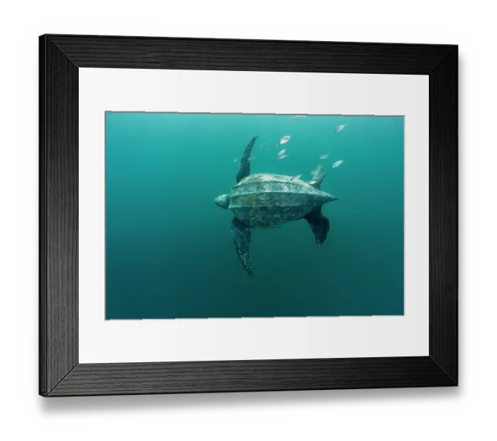 Framed Print : Leatherback sea turtle (Dermochelys coriacea) swimming underwater accompanied by Remoras (Remora sp.), Kei Islands, Moluccas, Indonesia, Banda Sea, southwest Pacific Ocean Framed Print : Leatherback sea turtle (Dermochelys coriacea) swimming underwater accompanied by Remoras (Remora sp.), Kei Islands, Moluccas, Indonesia, Banda Sea, southwest Pacific Ocean